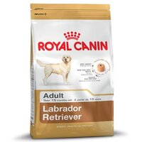 Labrador Retriever Adult สุนัขโตพันธุ์ลาบราดอร์ รีทรีฟเวอร์ 12 กก.