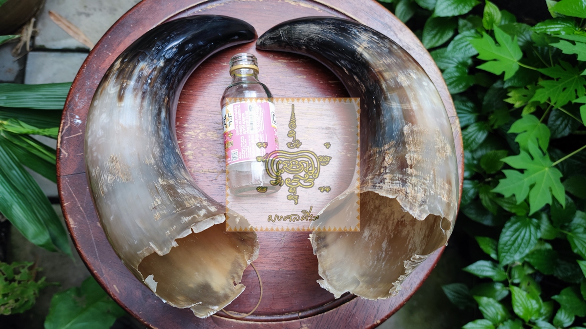 เขาวัวคู่ ขนาดใหญ่