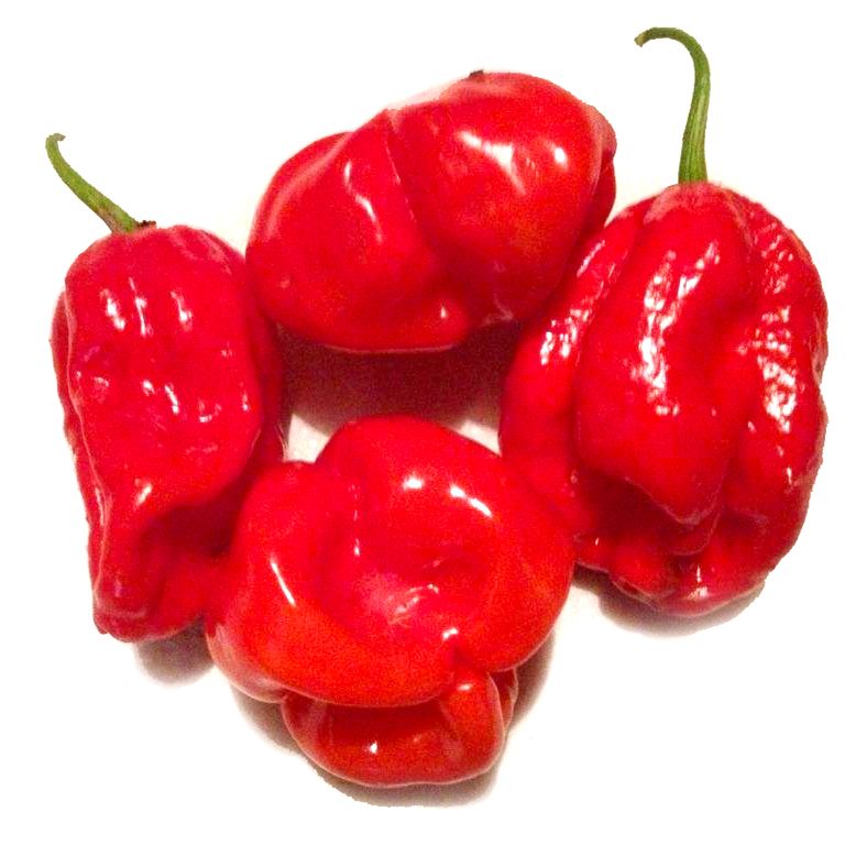 พริกตรินิเดด คอนโก้ Congo Trinidad Pepper ชุดละ 10 เมล็ด