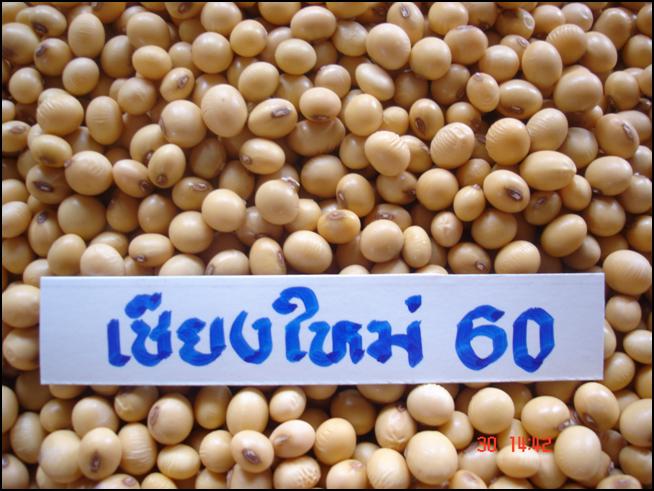 เมล็ดพันธุ์ถั่วเหลืองพันธุ์เชียงใหม่ 60