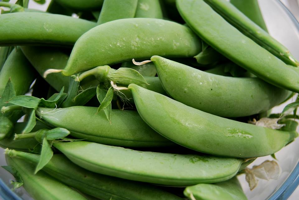 ถั่วลันเตาหวาน สีเขียว Snow pea 20 เมล็ด