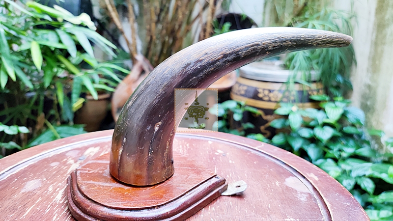 เขาวัว 1 ข้าง