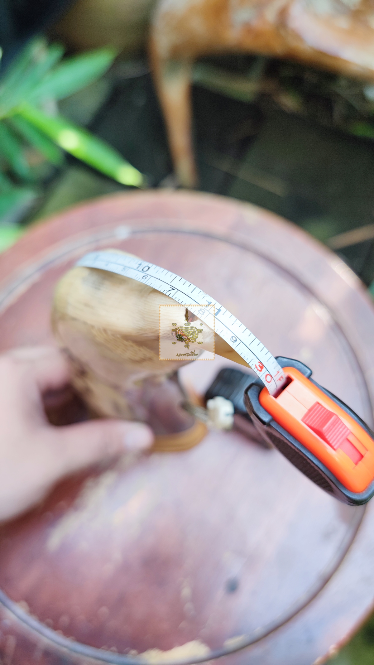 นกเขาควายเผือก