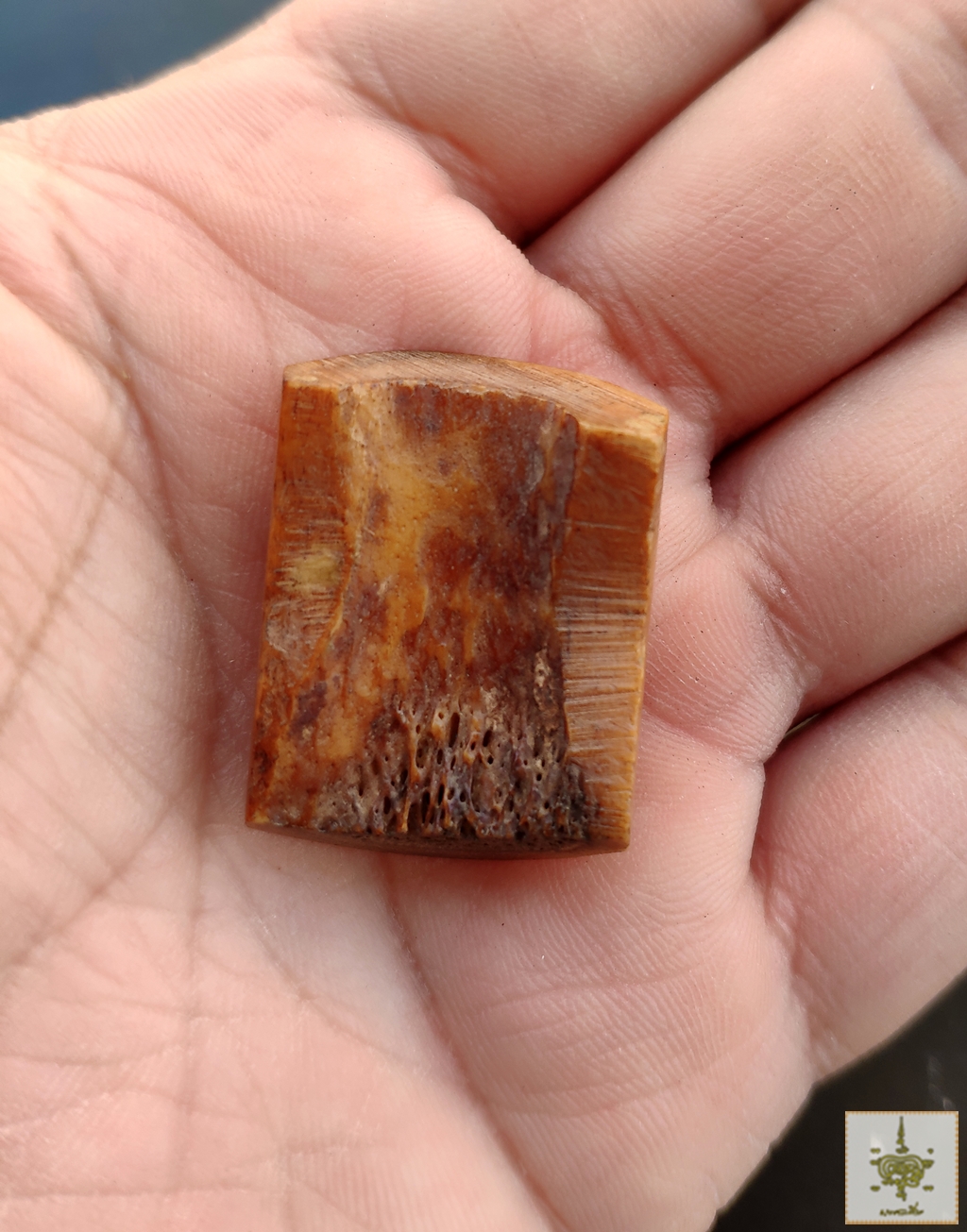 กระดูกสัตว์ ทำหัวแหวน