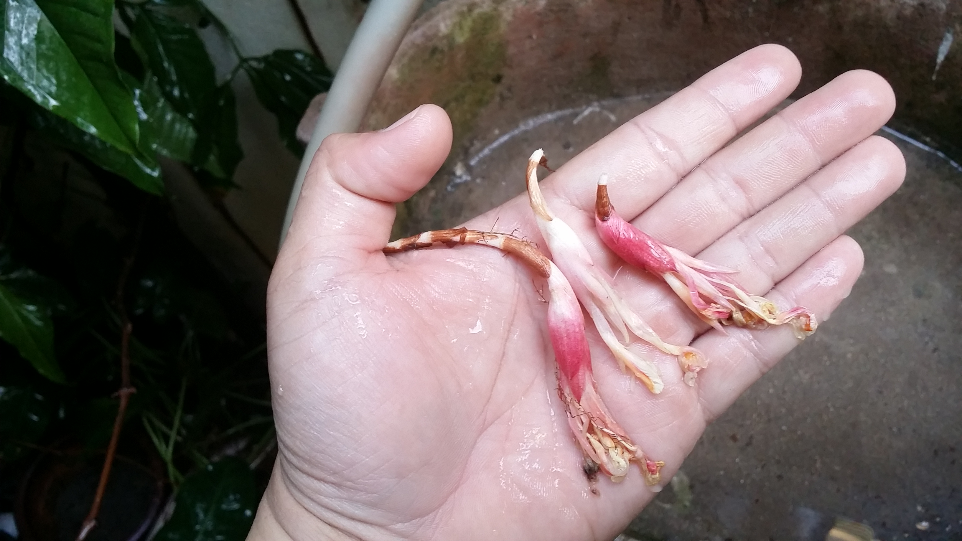 ดอกทอง ตัวผู้-ตัวเมีย