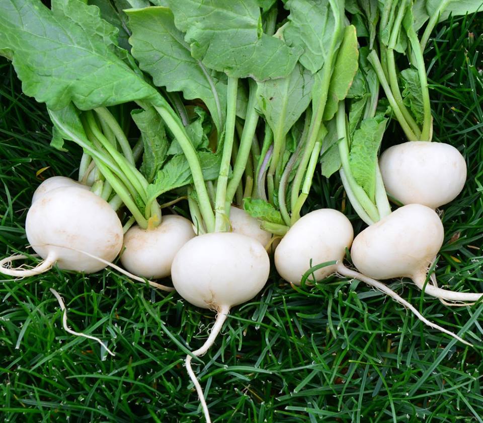 เรดิชกลม เฮลสโตน สีขาว Hailstone White Globe Radish 50 เมล็ด