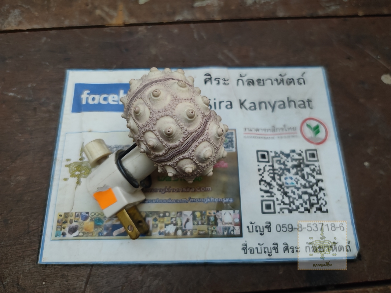 โคมไฟเปลือกหอย ขนาดเล็ก