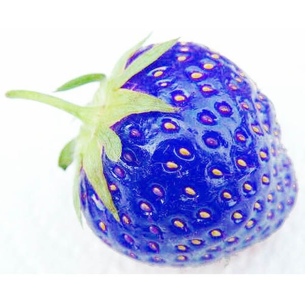 สตรอเบอรี่ สีฟ้า blue strawberry 30 เมล็ด