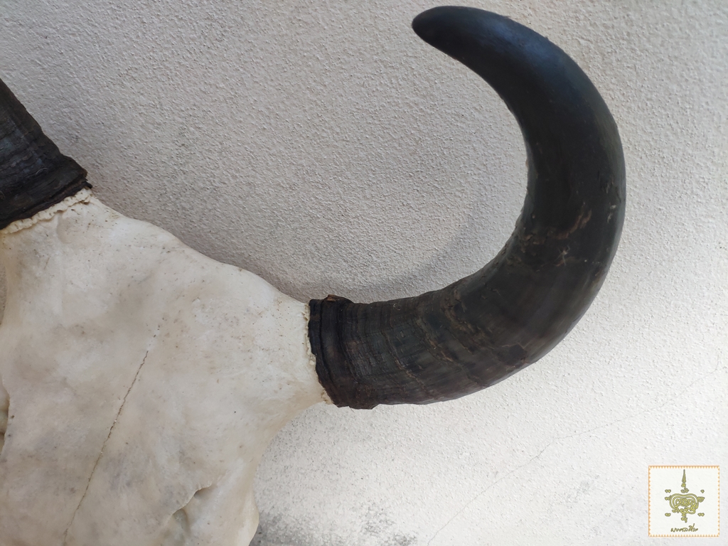 เขาวัว 6