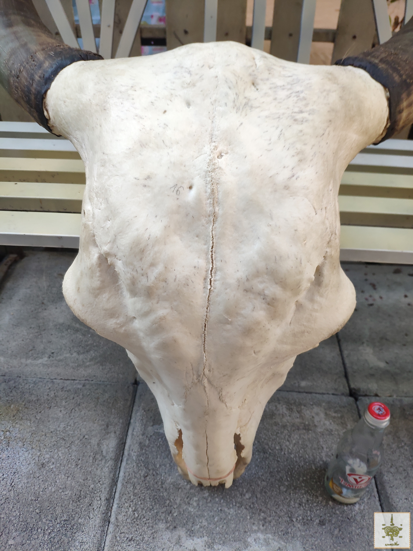 เขาวัวบรามัน ทรงอ้อมเสา