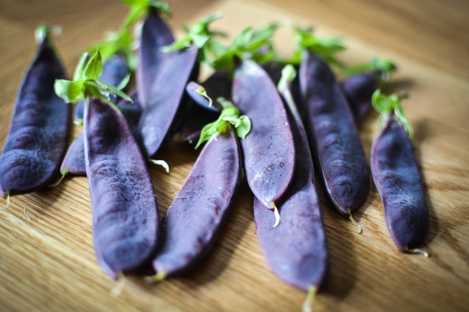 ถั่วลันเตาหวาน สีม่วง SNOW PEA - SHIRAZ 15 เมล็ด