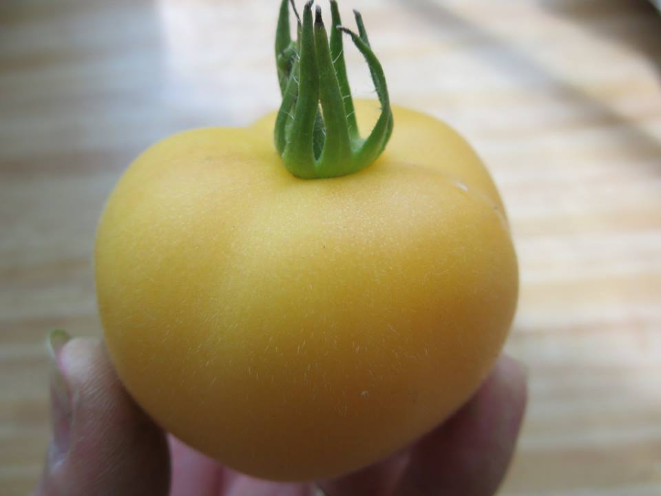 มะเขือเทศ พันธุ์การ์เดน พีช Garden peach tomato 10 เมล็ด