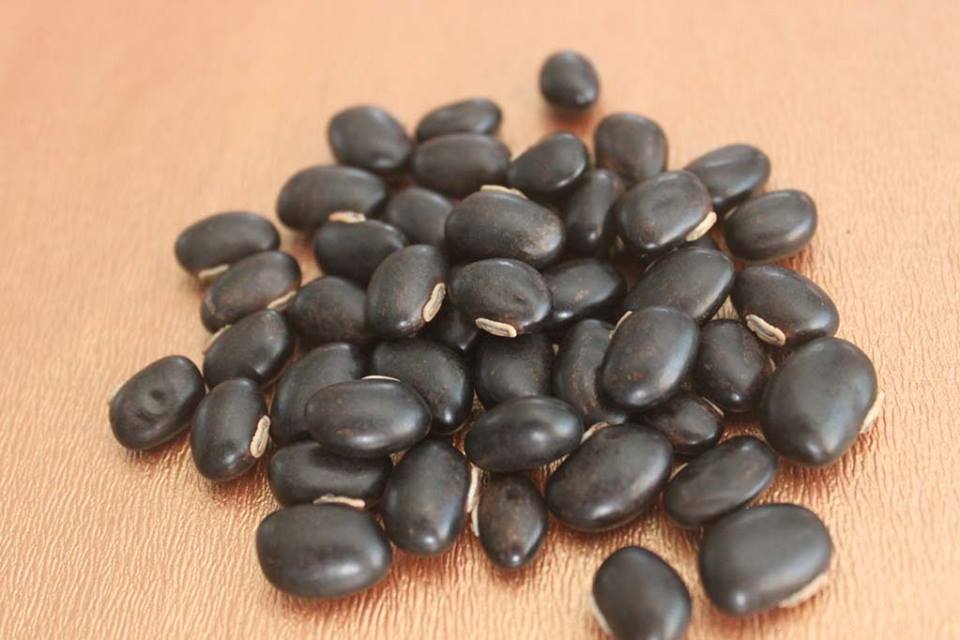 เมล็ดหมามุ่ยอินเดีย mucuna pruriens 10 เมล็ด
