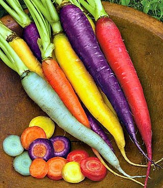 เมล็ดแครอทรวม 5 สี แดง ส้ม เหลือง ม่วง ขาว (Mix Carrot) ถุงละ 500 เมล็ด