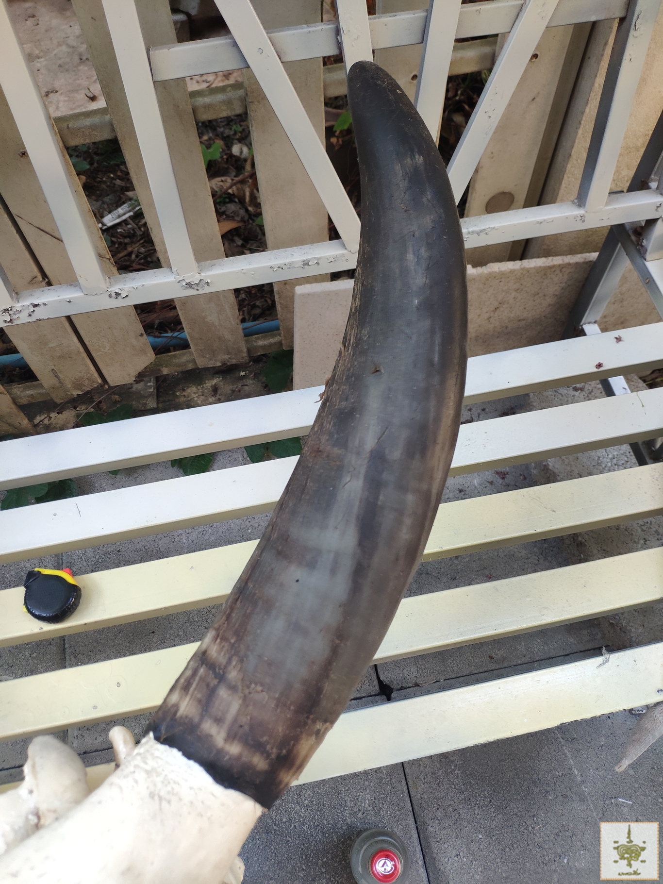 เขาวัวบรามัน ทรงอ้อมเสา