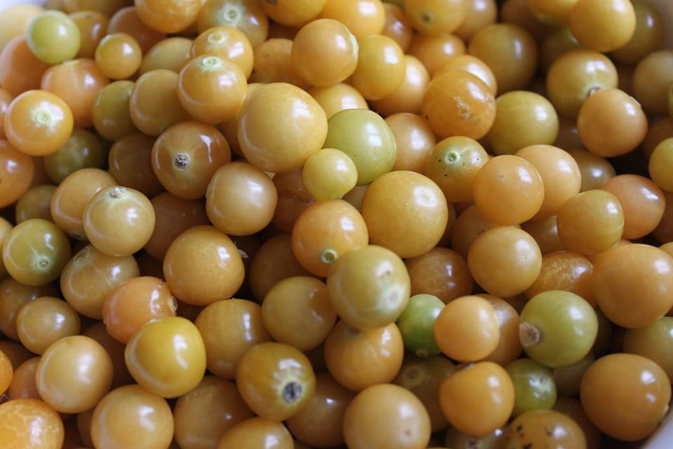 เคพกูสเบอร์รี่ สีเหลือง cape gooseberry 30 เมล็ด