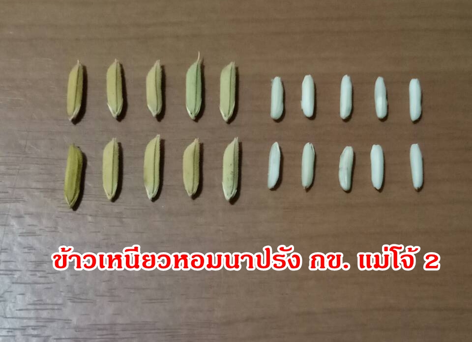 เมล็ดพันธุ์ข้าวเหนียว กข.-แม่โจ้ 2 (ข้าวเหนียวหอมนาปรัง)