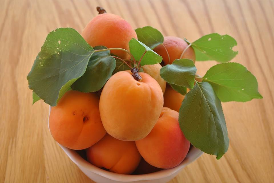 ลูกท้อ แมนจู Manchurian Apricot 5 เมล็ด