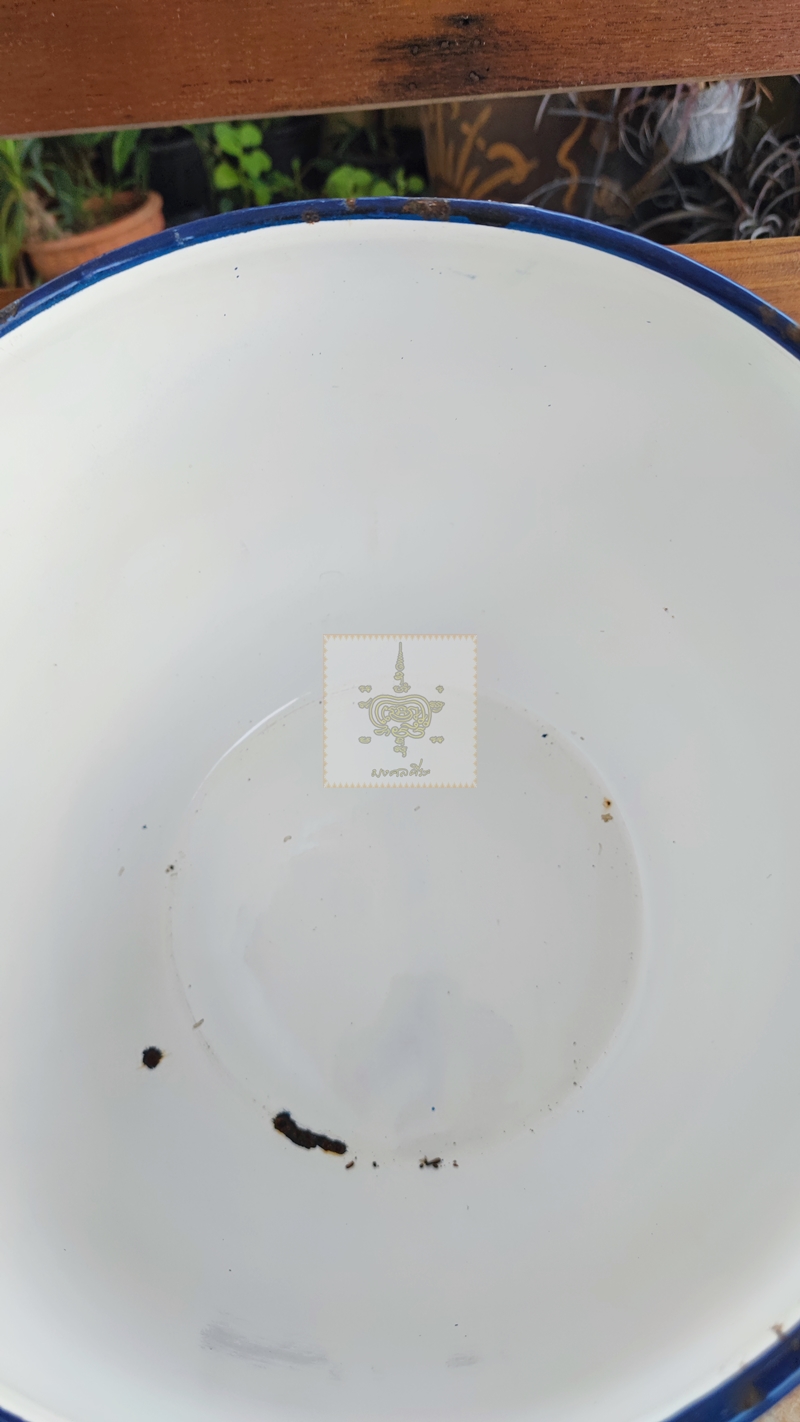 หม้ออวย ใบใหญ่