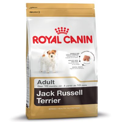 Jack Russell สุนัขพันธุ์แจ็ค รัสเซลล์