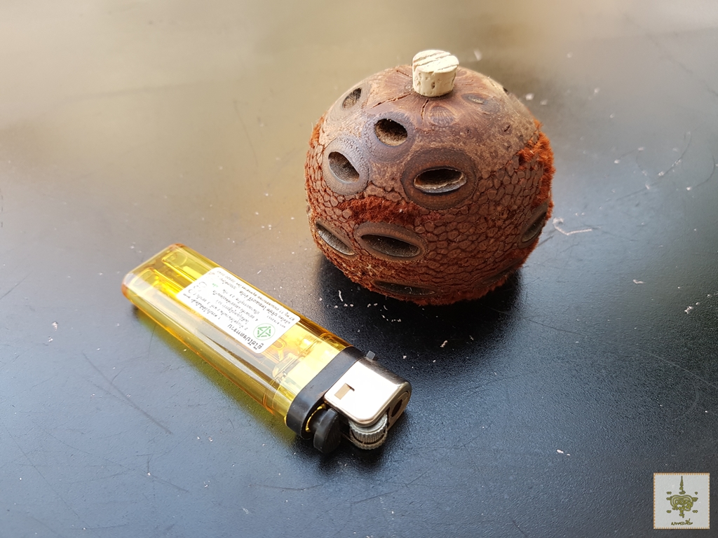 เมล็ดแบงค์เซีย Banksia