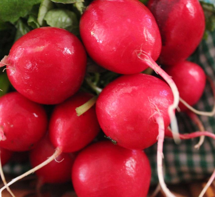 แรดิช เชอร์รี่ เบลล์ (Radish cherry bell) 150 เมล็ด