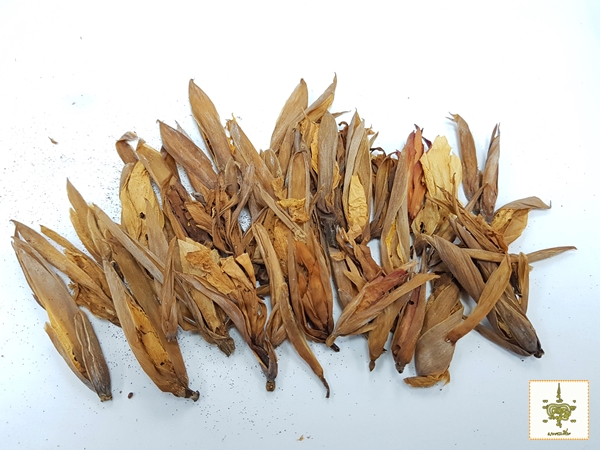 ดอกทอง ตัวผู้-ตัวเมีย