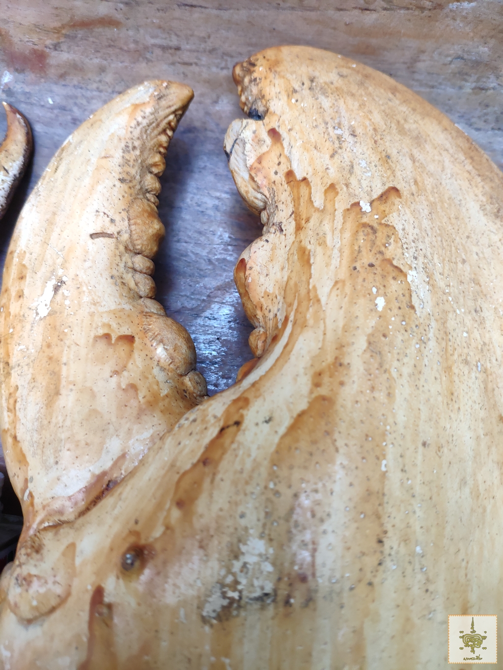 ก้ามปู 1 คู่