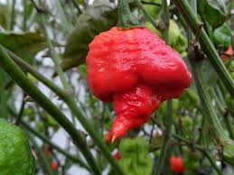 พริกตรินิเดด เซเว่นพอด trinidad 7 pod pepper ชุดละ 10 เมล็ด