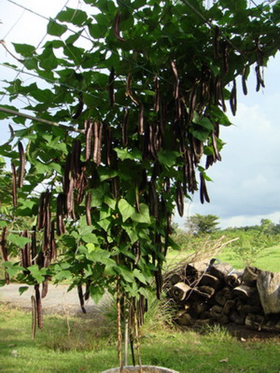 เมล็ดพันธุ์ ถั่วพูยักษ์ สีม่วง Purple Winged Bean 10 เมล็ด