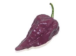 พริกปีศาจ สีม่วง Purple Bhut Jolokia Pepper ชุดละ 10 เมล็ด