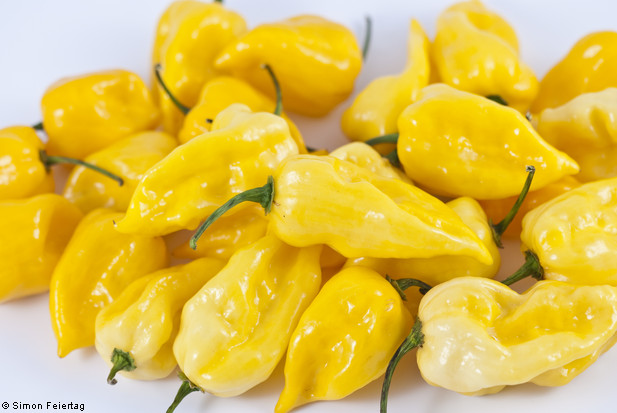 เมล็ดพันธุ์ พริกฮาบาเนโร่ สีเหลือง Lemon Habanero Pepper 15 เมล็ด