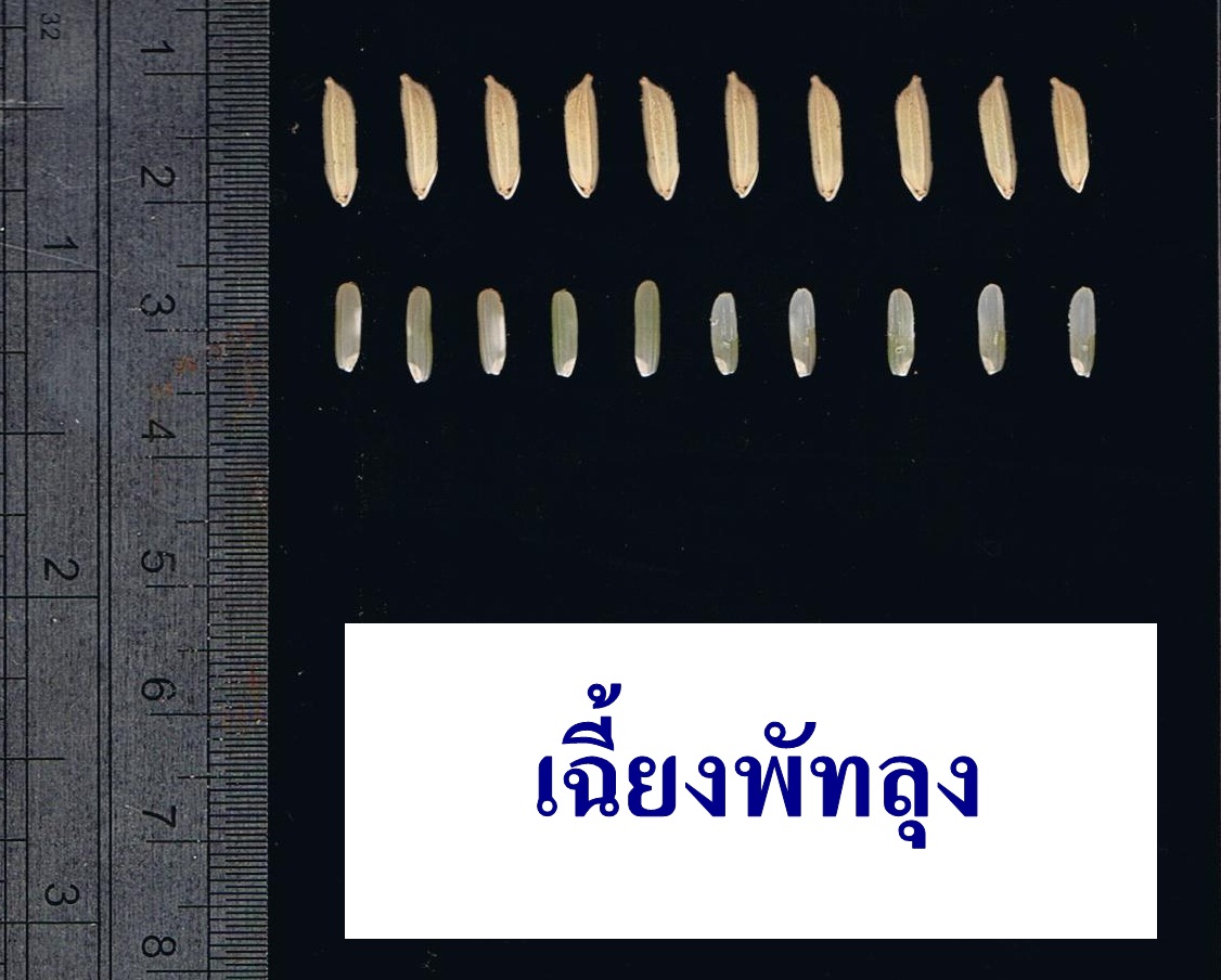 เมล็ดพันธุ์ข้าวเปลือกเฉี้ยงพัทลุง