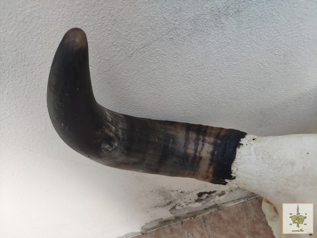 เขาวัว 4