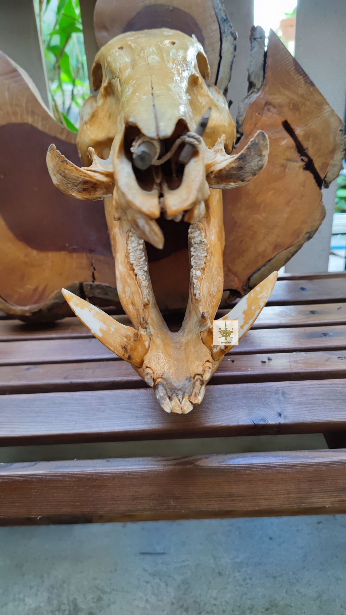 หัวหมูป่า