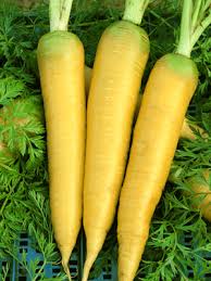 เมล็ดแครอทสีเหลือง Solar Yellow Carrot 100 เมล็ด