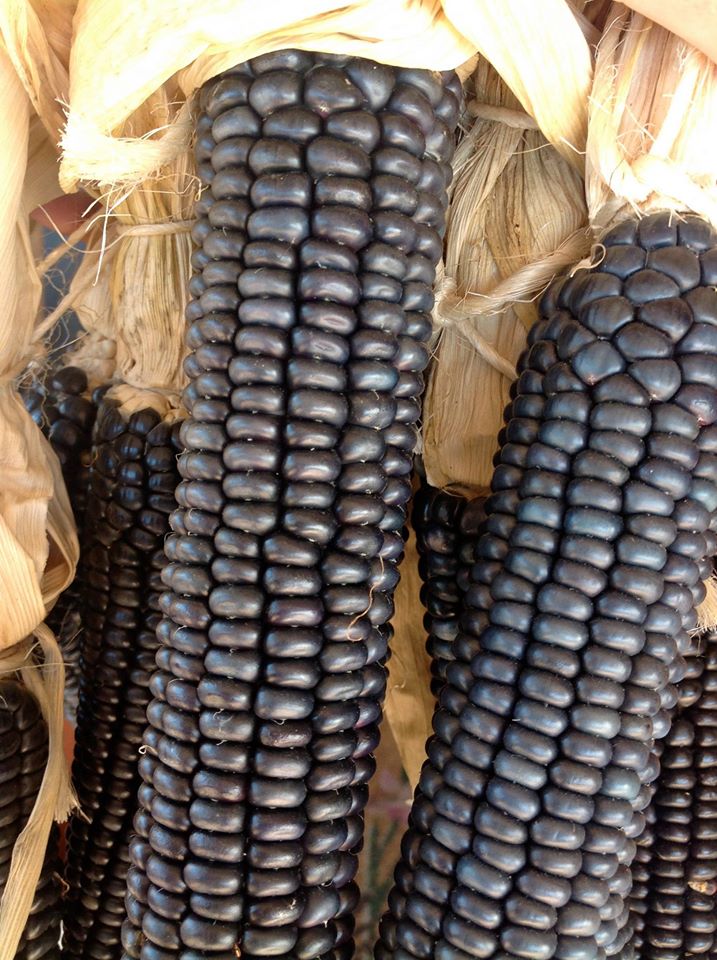 ข้าวโพดหวานดำ พันธุ์ Blue Hopi corn 10 เมล็ด