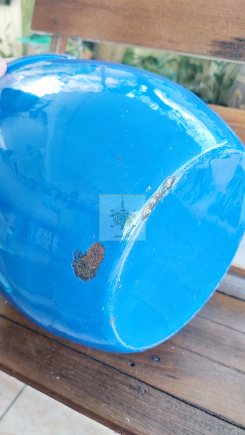 หม้ออวย ใบใหญ่