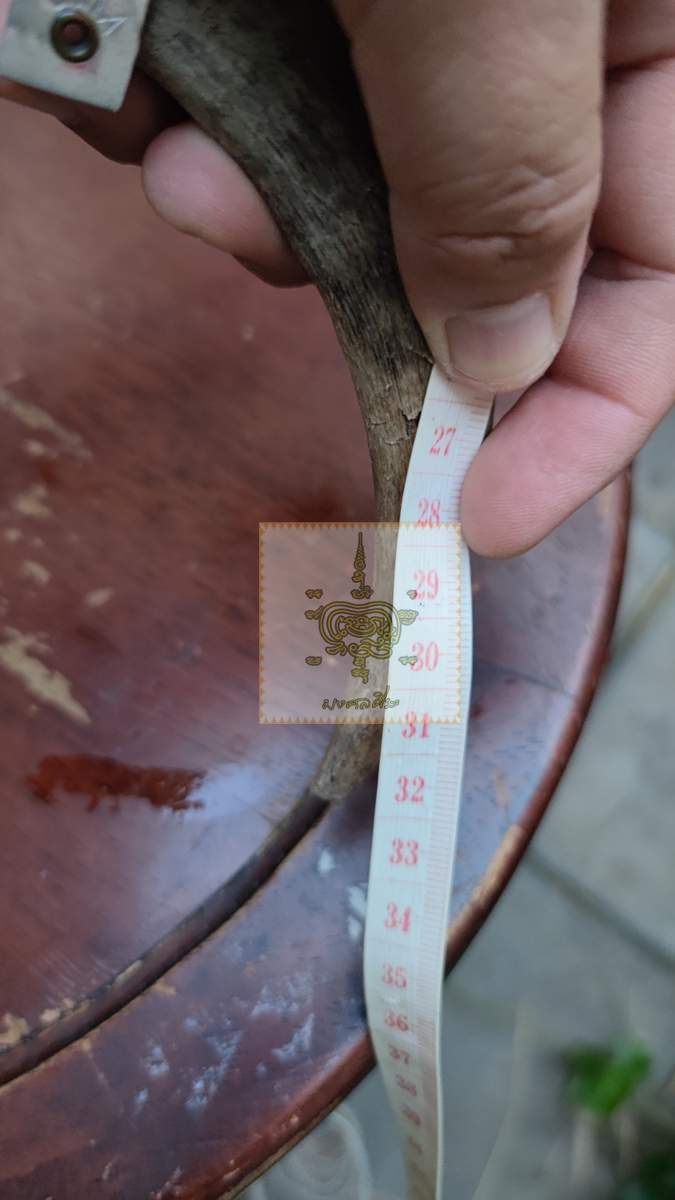 แพะซาแนม ติดแป้นไม้