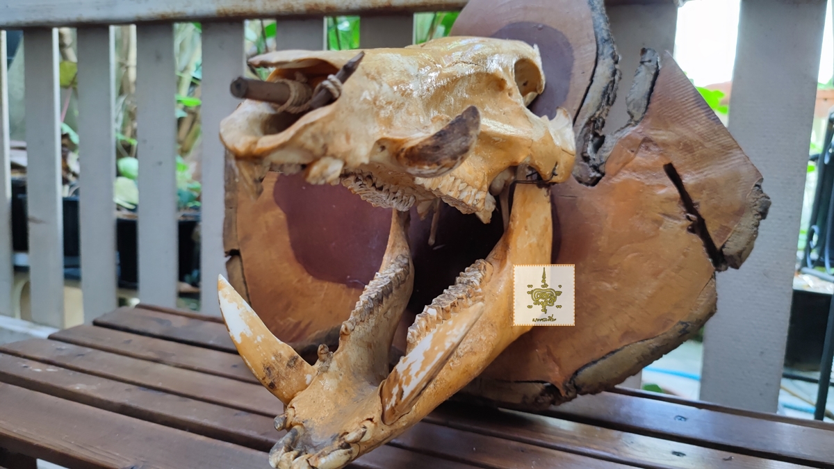 หัวหมูป่า