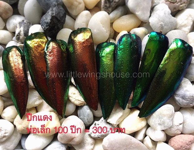 ++ ปีกแมลงทับ เหลือบสีแดง หายาก ห่อเล็ก จำนวน 100 ปีก ++