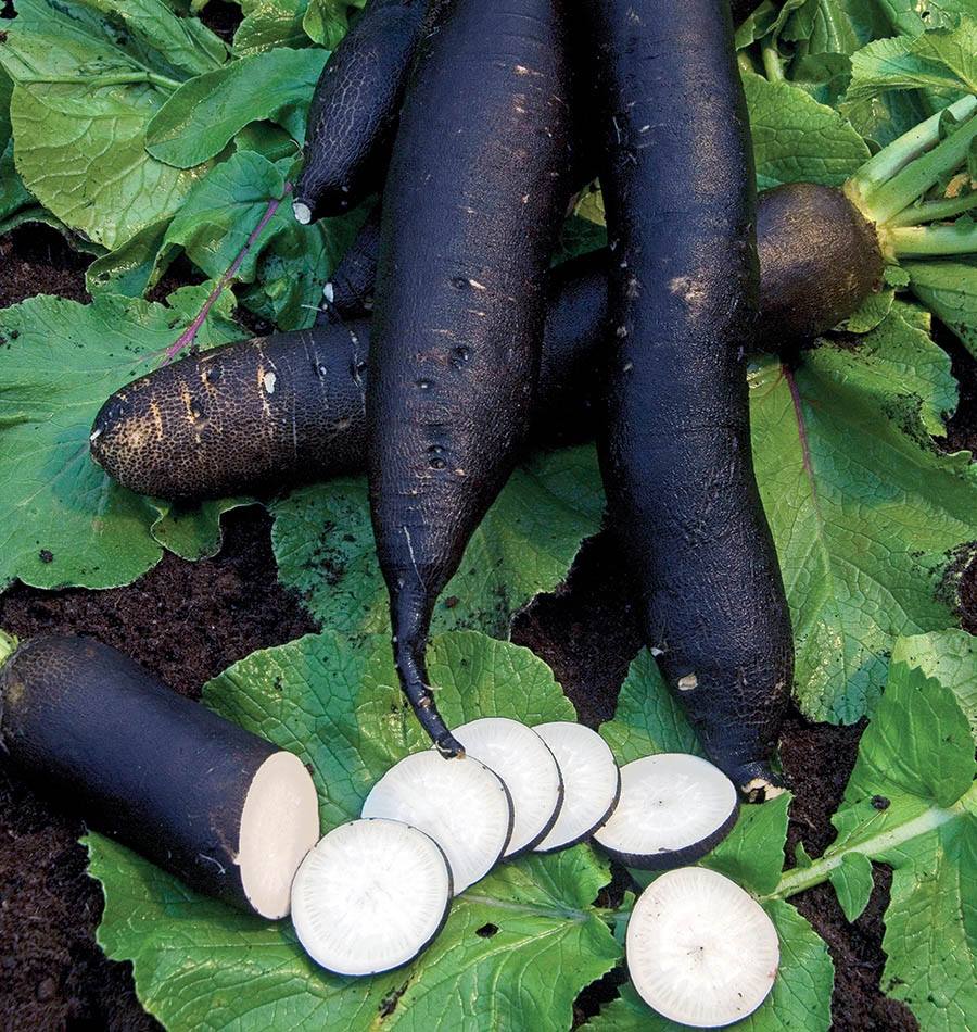หัวไชเท้า สีดำ หรือ เรดิช สีดำ ยาว Radish - Black Spanish Long 50 เมล็ด