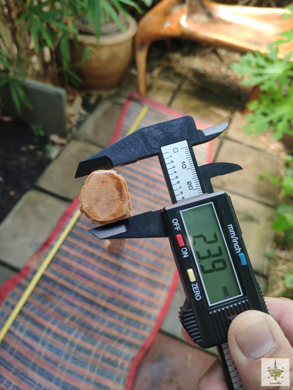 ไม้เท้า ไม้กระดูก