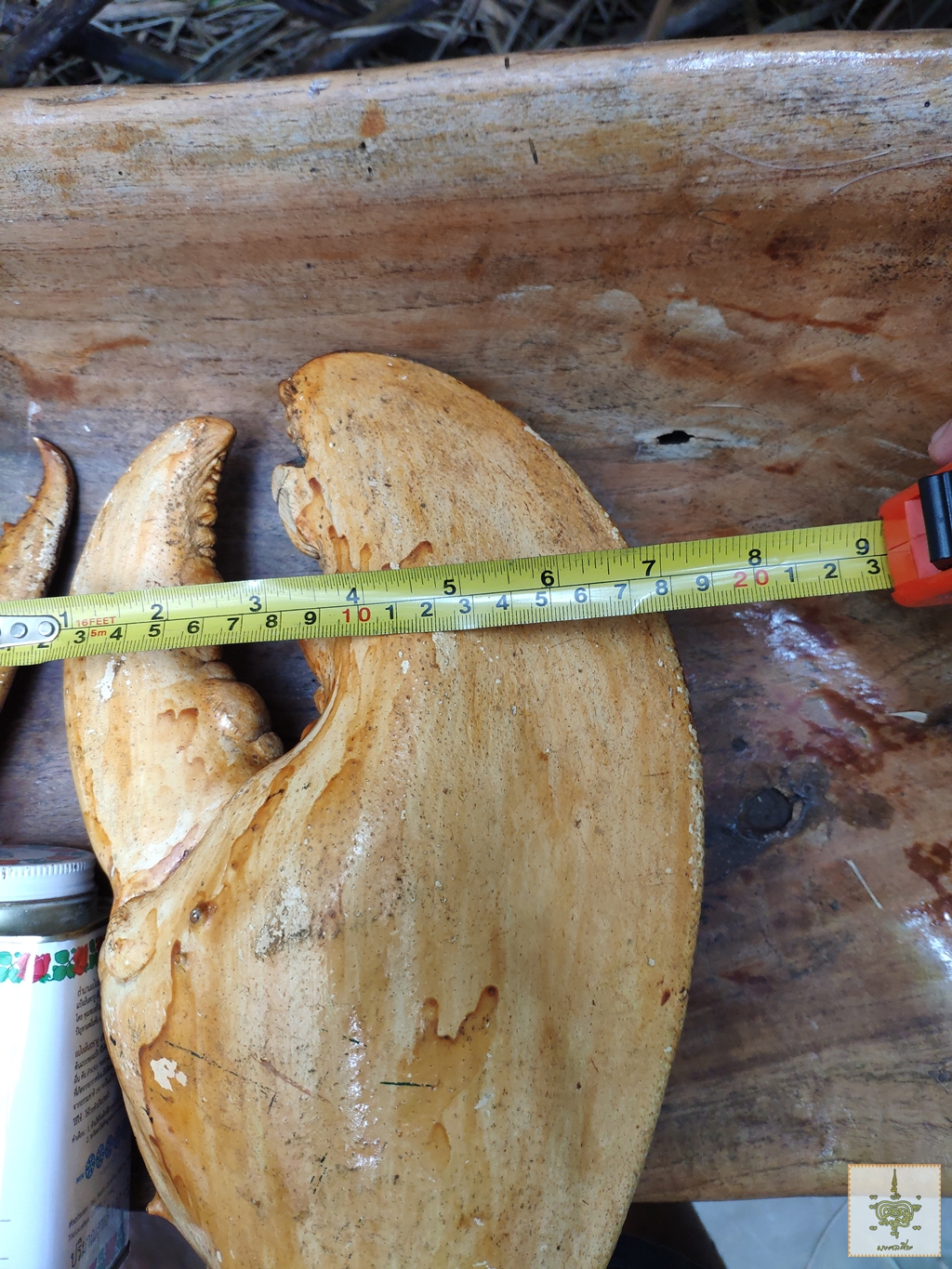 ก้ามปู 1 คู่