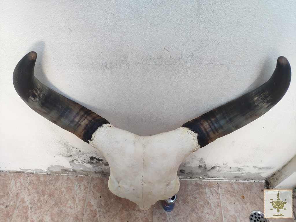 เขาวัว 4