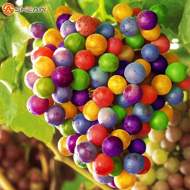 องุ่นสีรุ้ง Rainbow Grape 10 เมล็ด