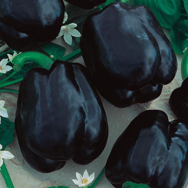 เมล็ดพันธุ์พริกหวานสีดำ Black Sweet Pepper 5-10 เมล็ด