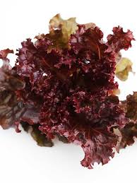 เมล็ดผักสลัด Sunset Lettuce พันธุ์ทนร้อนจ้า ถุงละ 300 เมล็ด