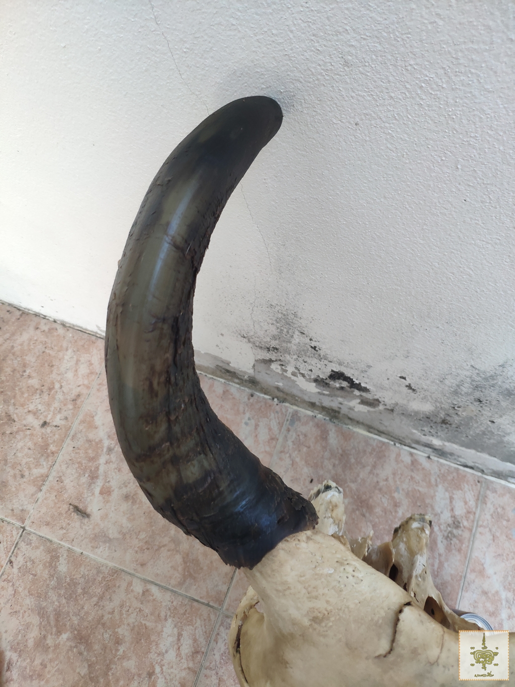 เขาวัว เหวี่ยงหลัง