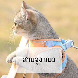 สายจูง แมว